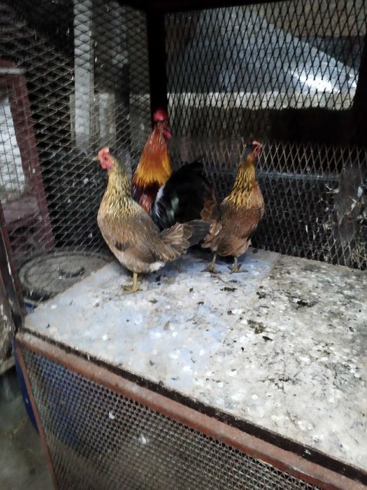 Karzełek Polski sprzedam