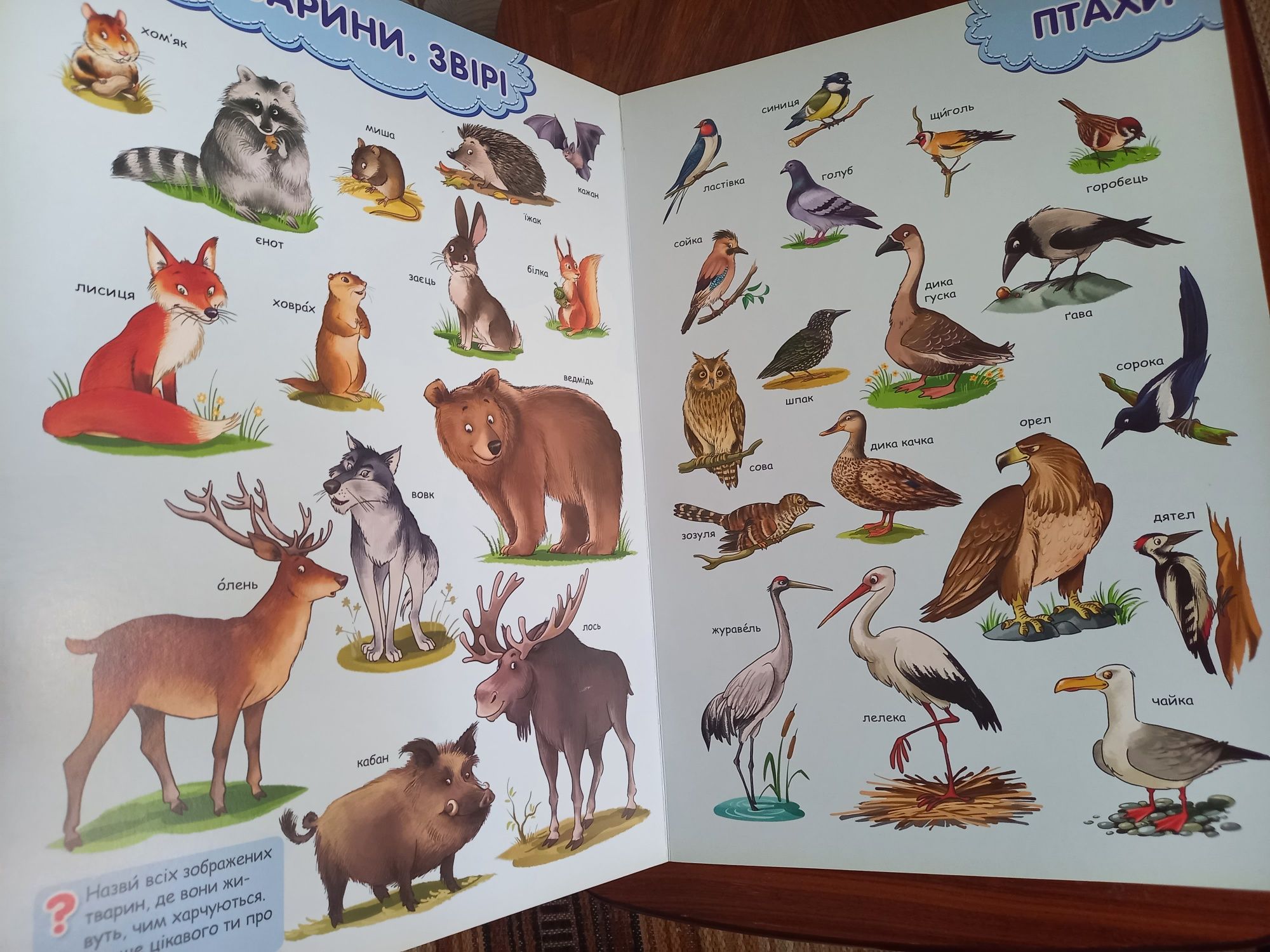 Розвиватика малятко-розумнятко В. Федієнко велика дитяча книжка