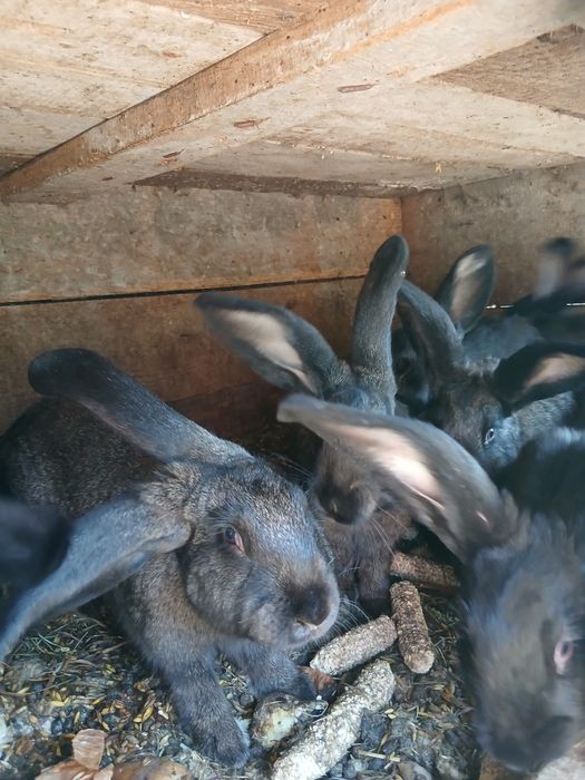 Króle  króliki.  ..