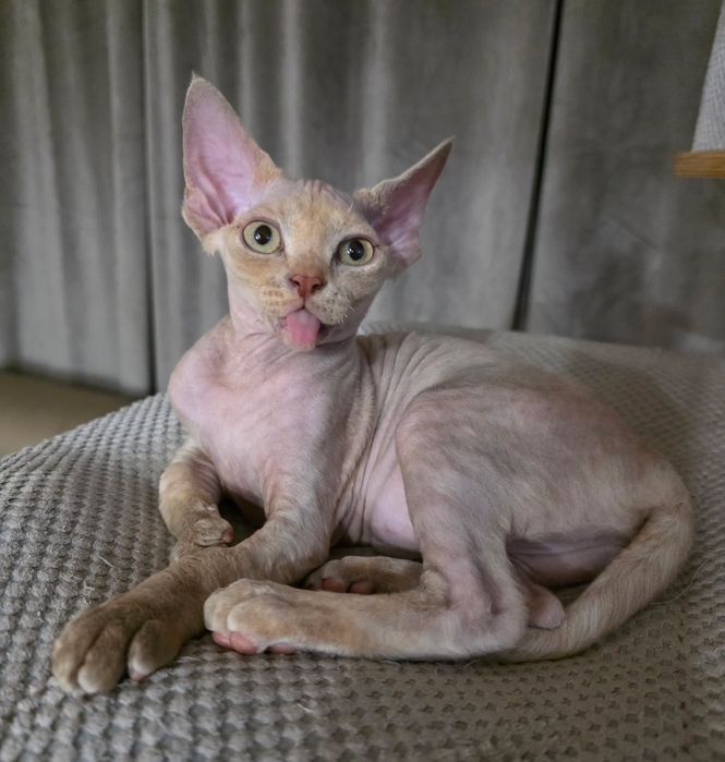 Devon Rex - Płowa szylkretka - dziewczynka - Gotowa do odbioru - Trójm