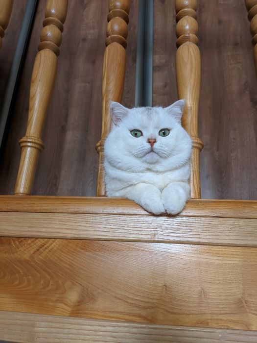 В'язка  чемний кіт шукає наречену