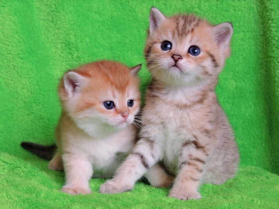 Шотландские котята золотистого окраса