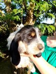 Szczeniak Grand Basset GRIFFON VENDEEN FCI