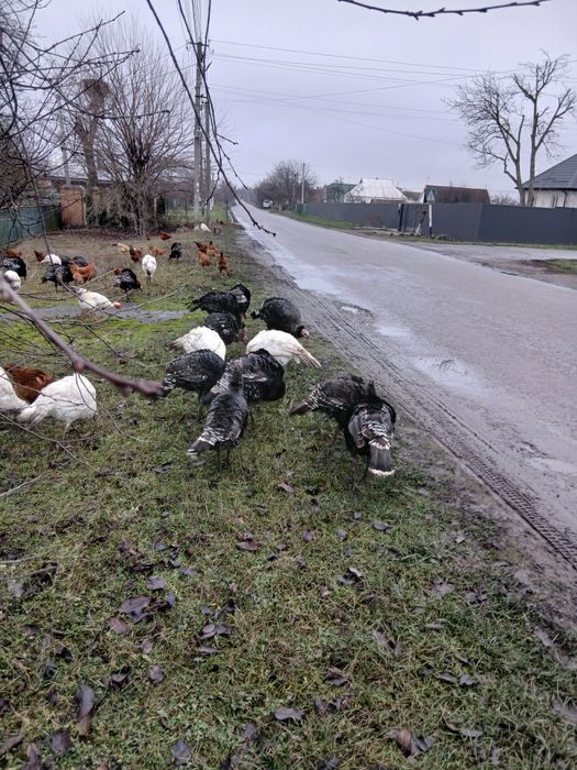 Продам домашніх індиків,індичок,Індички несеться по два рази на рік,