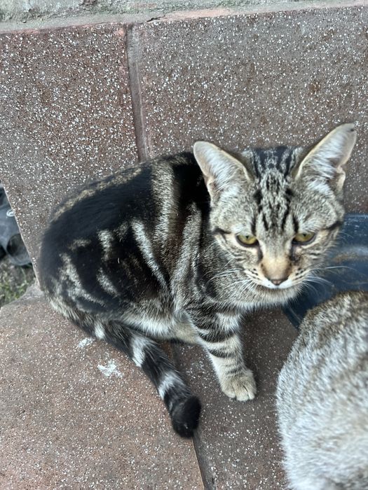 Kotki koty male do adopcji za darmo