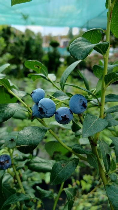 Лохина, інжир, годжі, малина ремонтантна червона та жовта