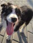 Border collie piesek gotowy do odbioru