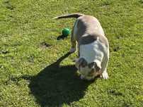 Piesek American Bully ABKC Pocket Lilac .