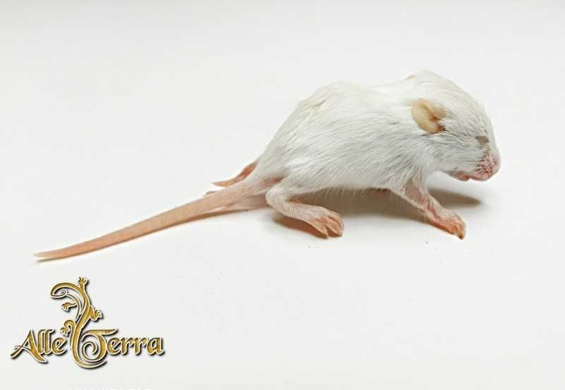 Mysz mrożona myszki 5-8 gram - 10 szt.