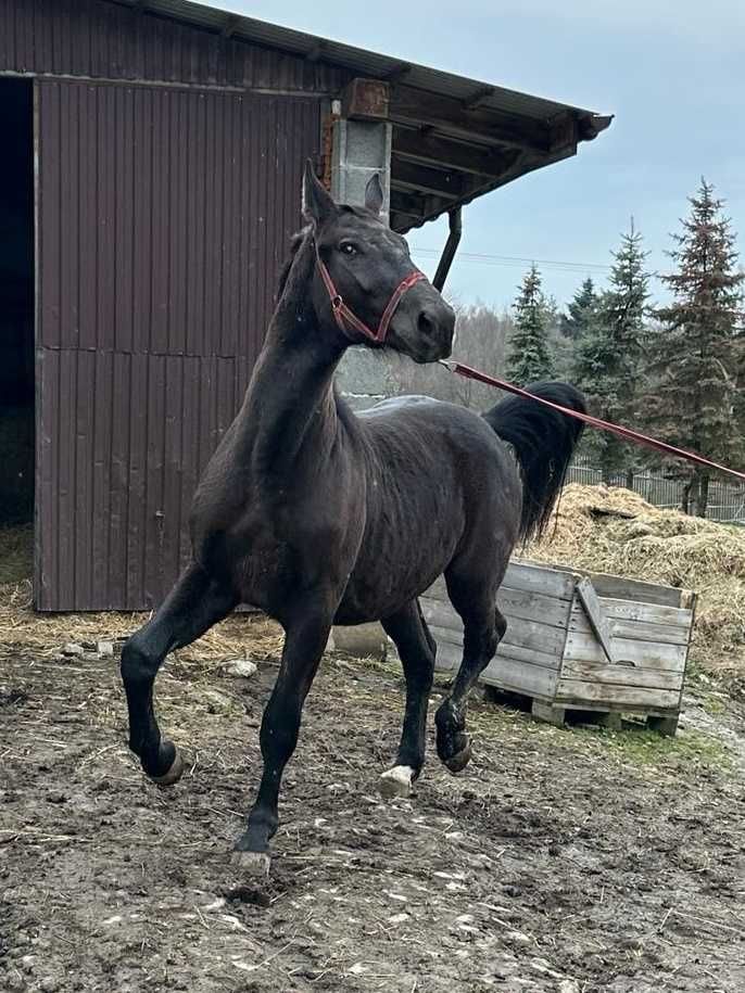 Klacz Śląska 2 lata Wzrost 160 cm Pełne pochodzenie