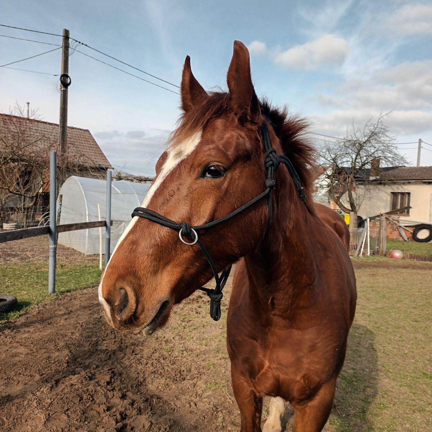 Halter full z możliwością przypięcia wodzy