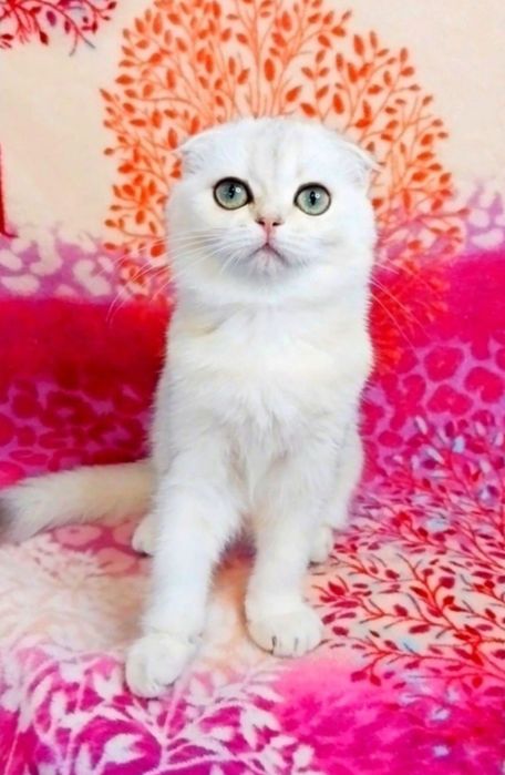 Серебристая шиншилла девочка милашка вислоушка