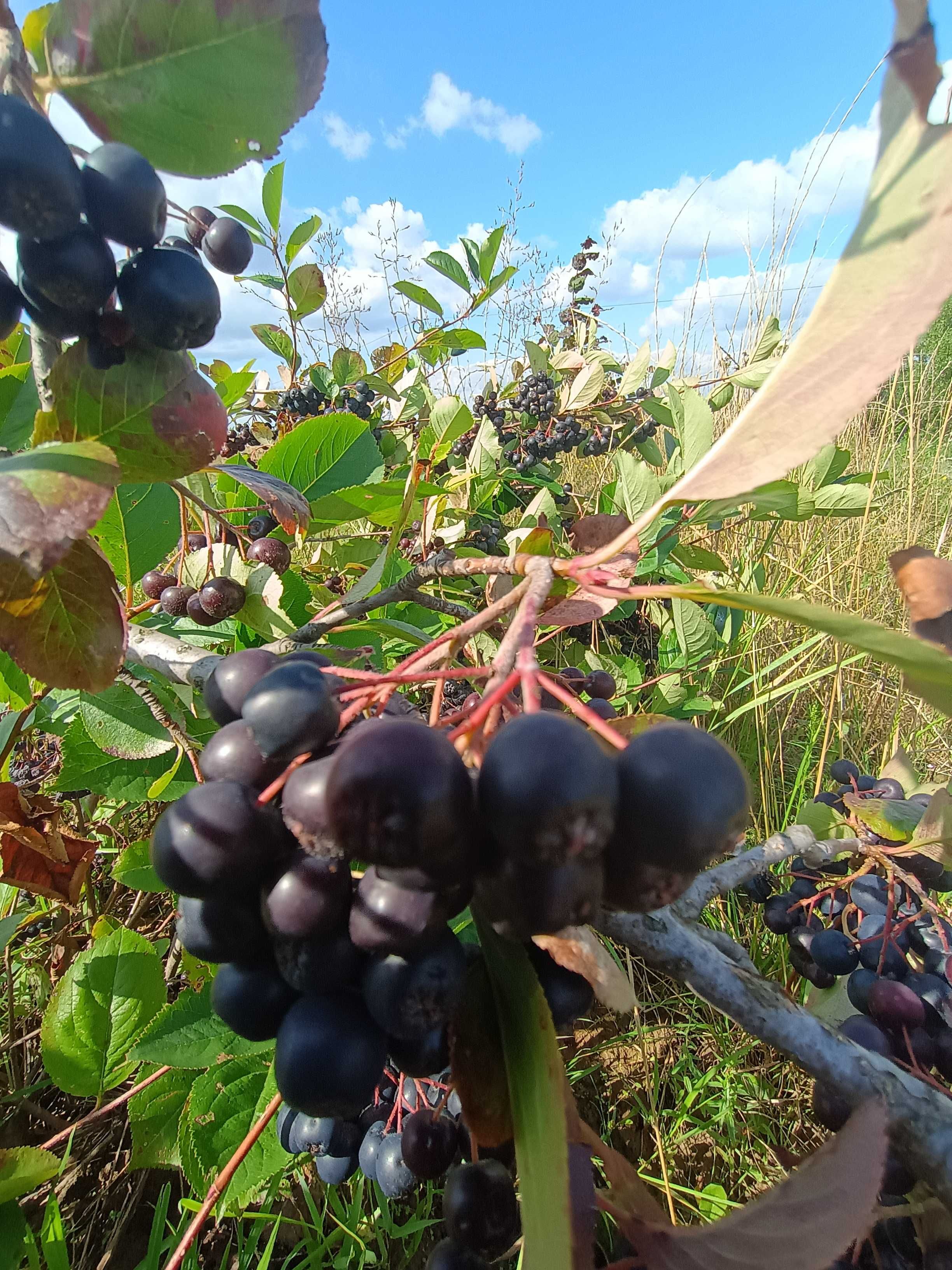 ARONIA z Gospodarstwa Ekologicznrgo