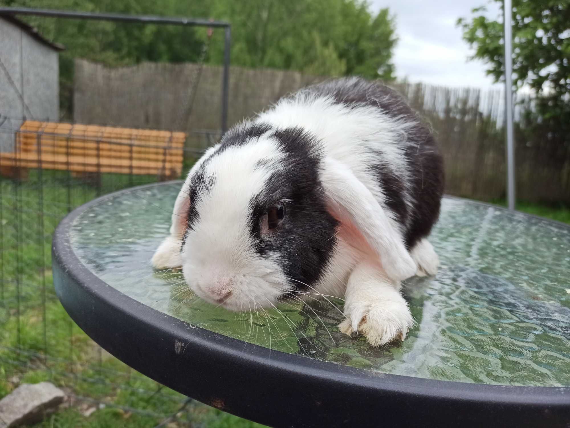 Królik miniaturka MINI LOP