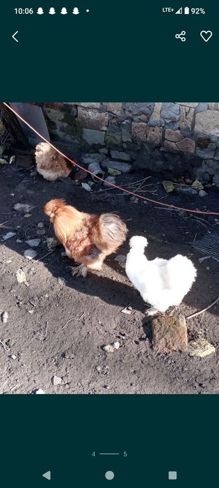 Jaja lęgowe mix ras