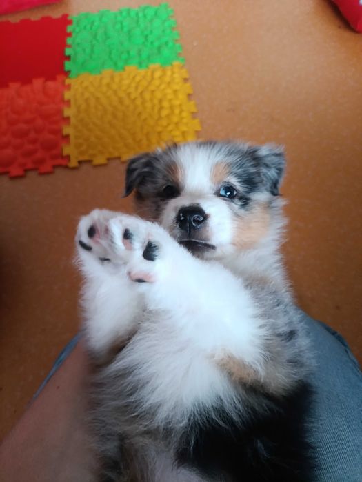 Owczarek australijski(typ amerykański) suczka gotowa do odbioru