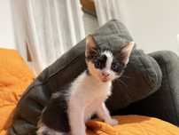 Gatinho macho para adopção