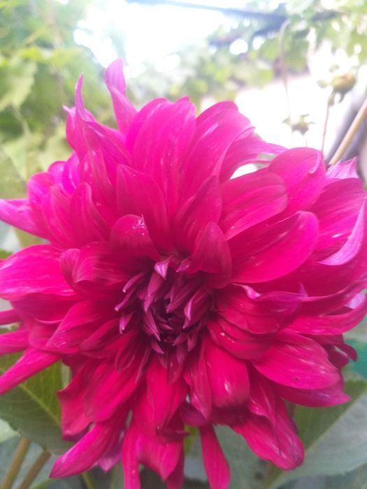 Клубни  георгины