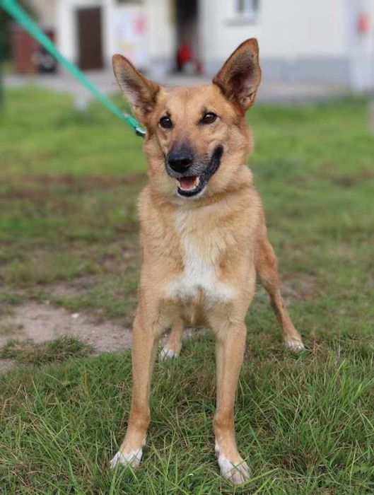 spokojny i łagodny piesek czeka na dom