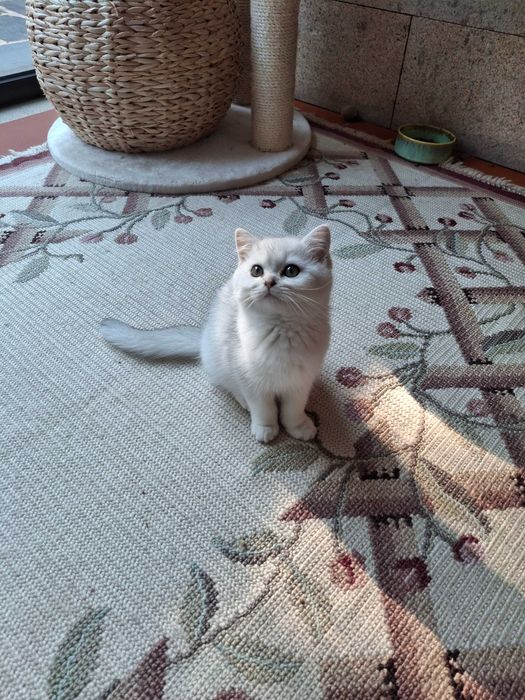Gatinha British Shorthair
