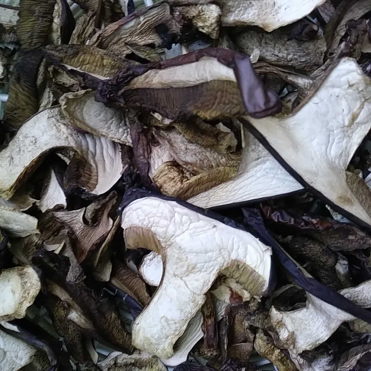 podgrzybek brunatny suszony