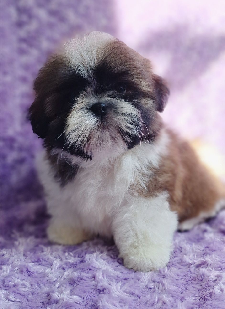 Puchaty chłopiec tri-color Shih Tzu z rodowodem