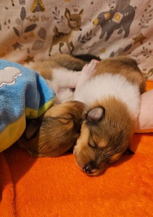 Owczarek szkocki długowłosy suczka szczeniak