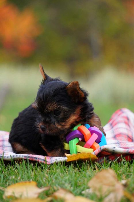 Хлопчики та дівчатка йорки