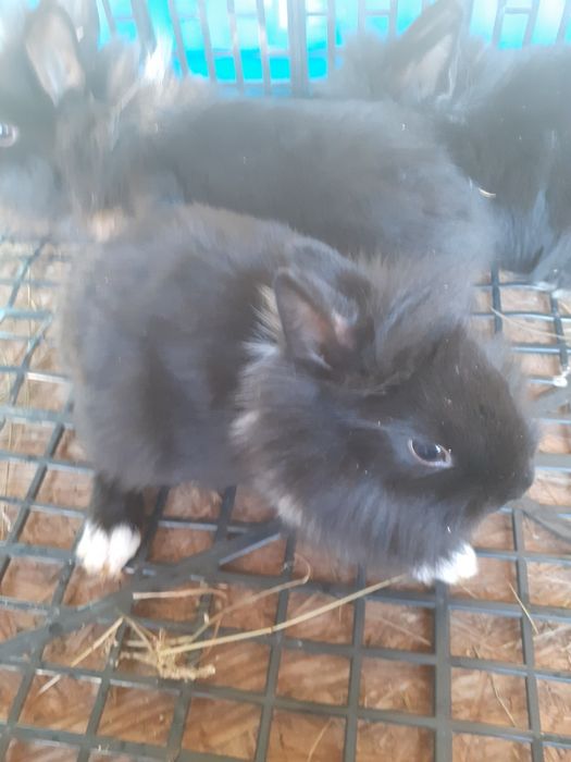 Króliki miniaturki i baranki