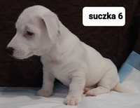 Jack russell terrier PIEKNA!!!