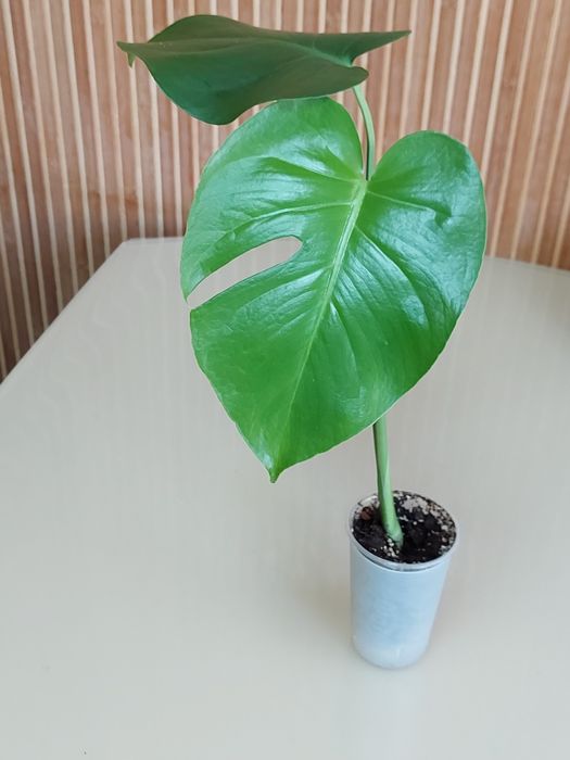 Монстера  делікатесна