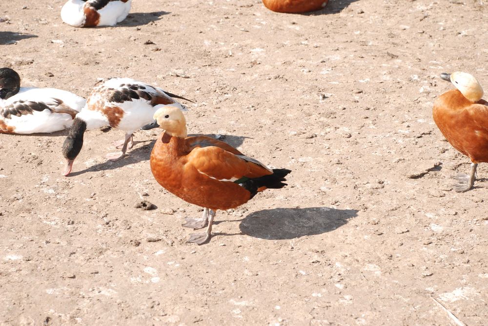 Сформована пара качок, статевозрілі молоді руді качки, червоні качки