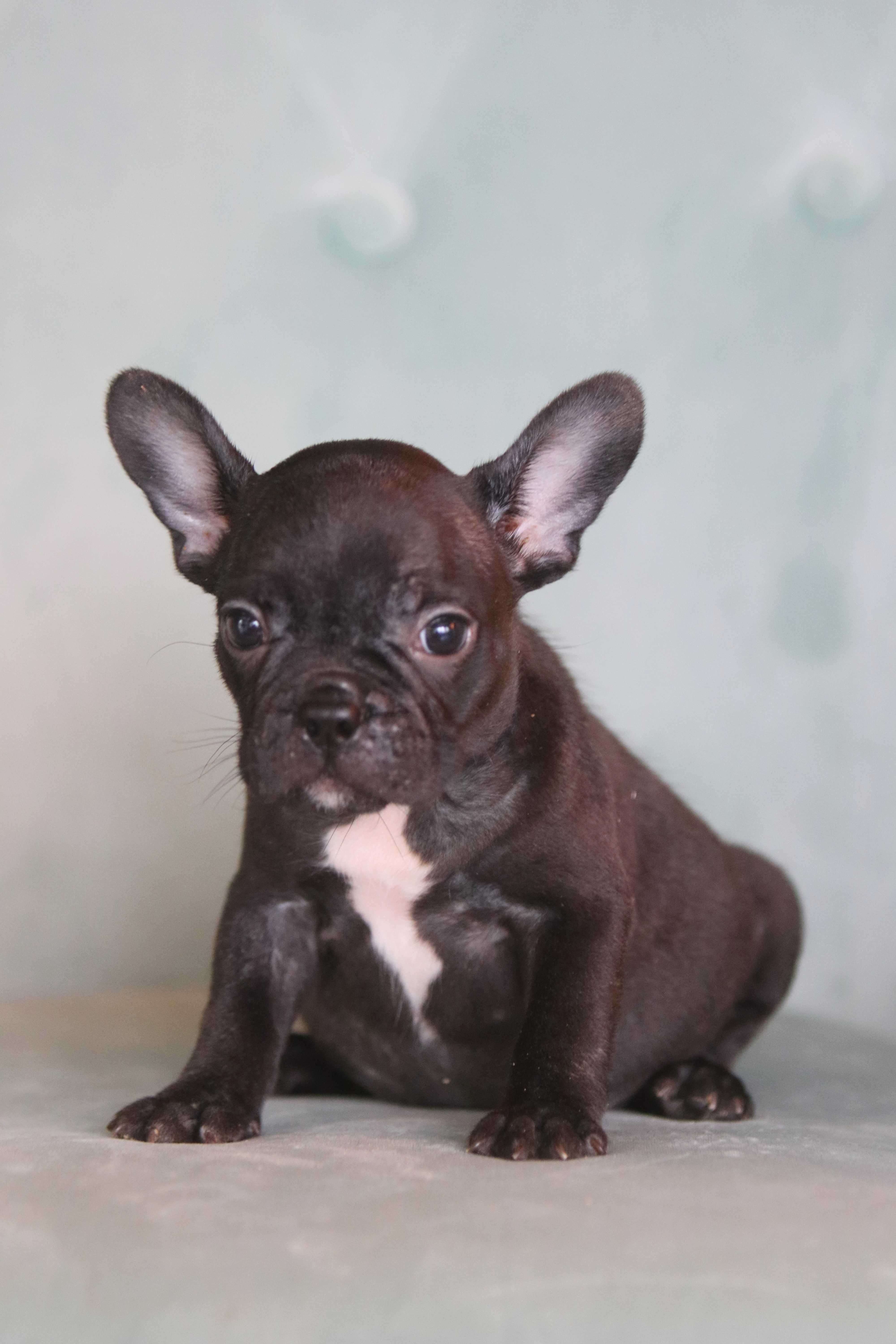 Buldog Francuski - Sunia - Bea 9 tygodni - czarna - Black