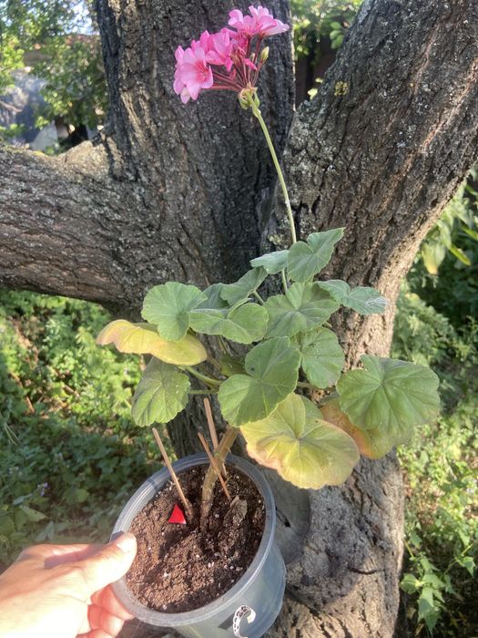 Продам   пеларгонию