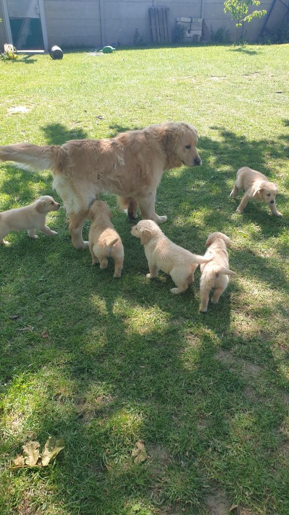 Reproduktor Golden Retriever
