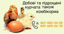 Курчата цыплята бройлер качка багато різних порід