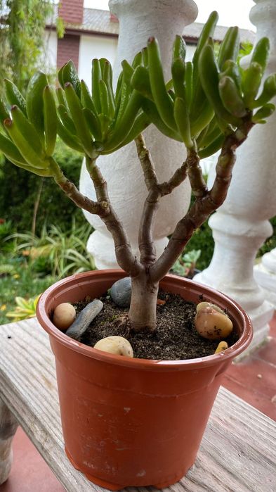 Vendo suculenta tipo bonsai