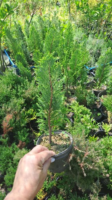 Міскантус Гортезія Бересклет Туя Штамб Продам рослини з власного саду