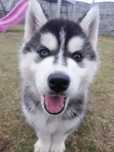 Syberian husky pies