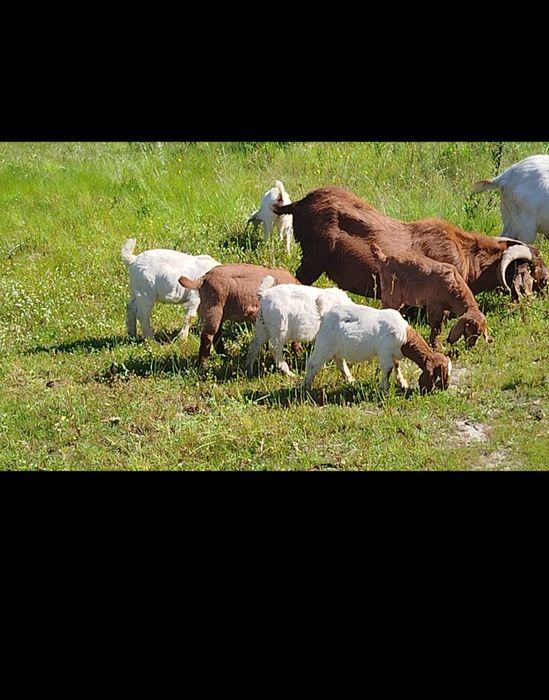 Vendo Boer Kalahari