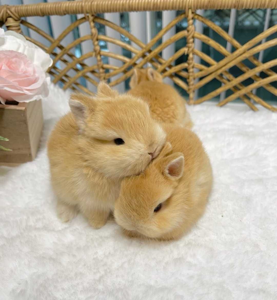 KIT Coelhos anões angorá, holandês mini e minitoy