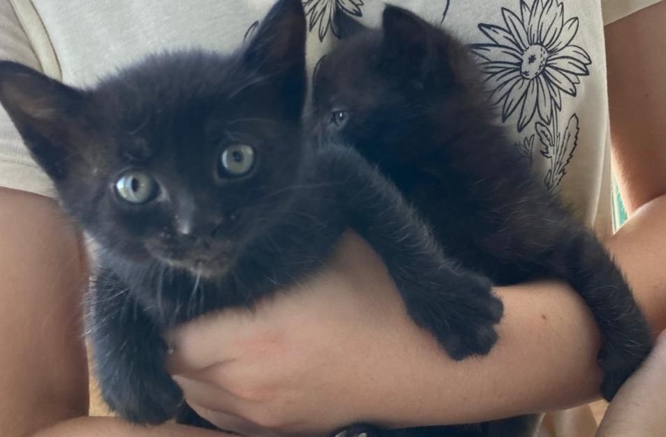 Gatinhos para adopção