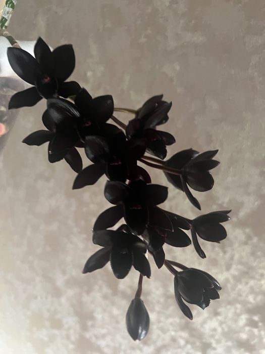 орхідея катасетум