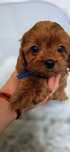 Cavapoo badania pudel cavalier bardzo inteligentny
