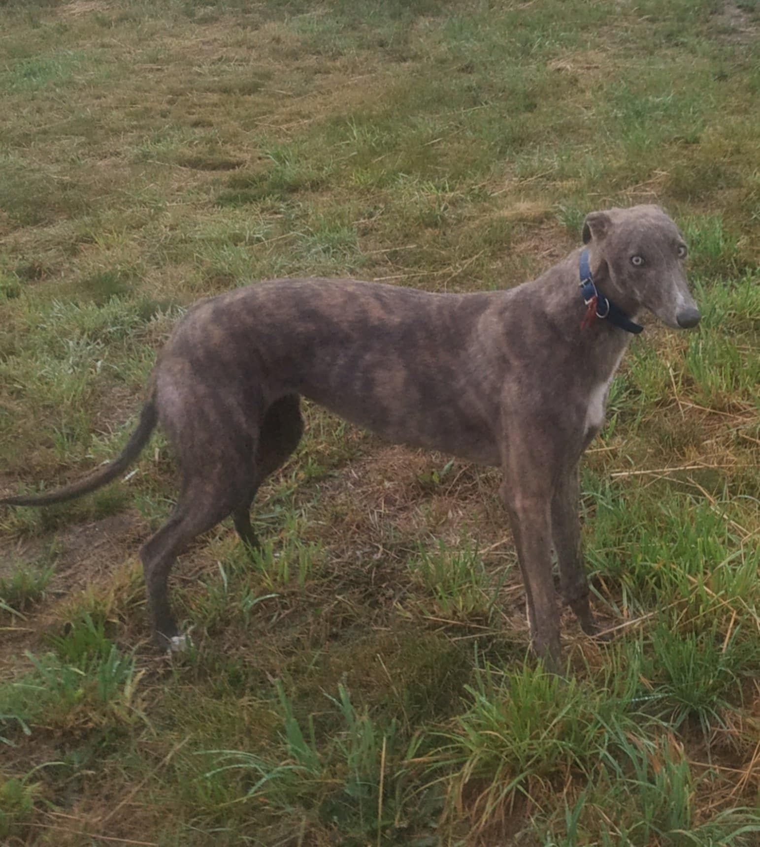 Chart Greyhound suka