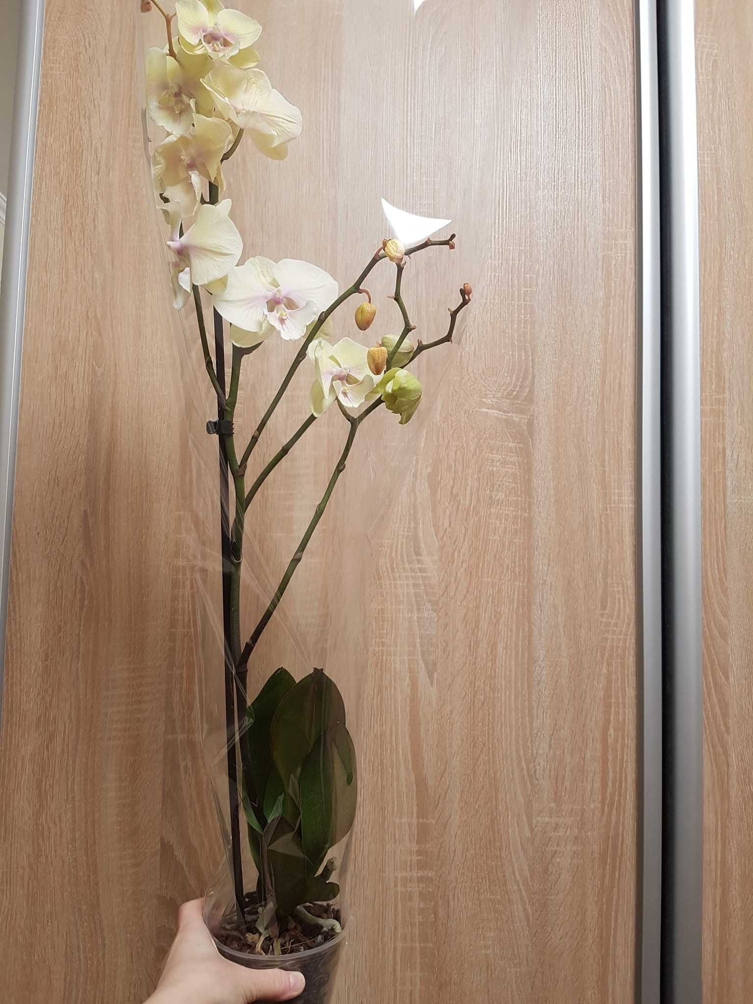 Домашня орхідея Біг Ліп орхидея Биглип