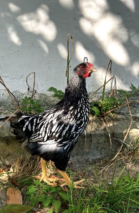 Koguty Wyandotty Srebrnołuskowane