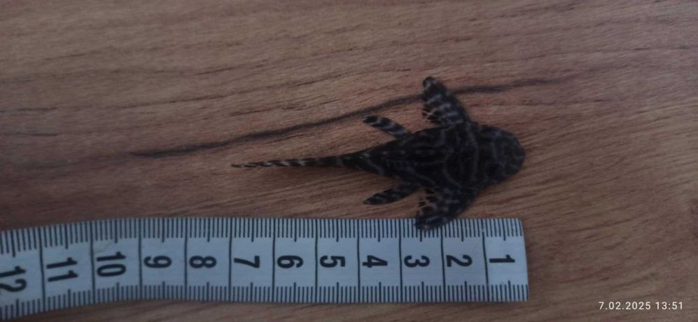 Zbrojnik hypancistrus L333   6-7 cm