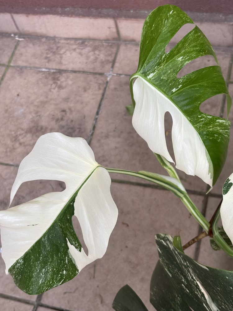 Szczyt Monstera variegata big form duze liscie