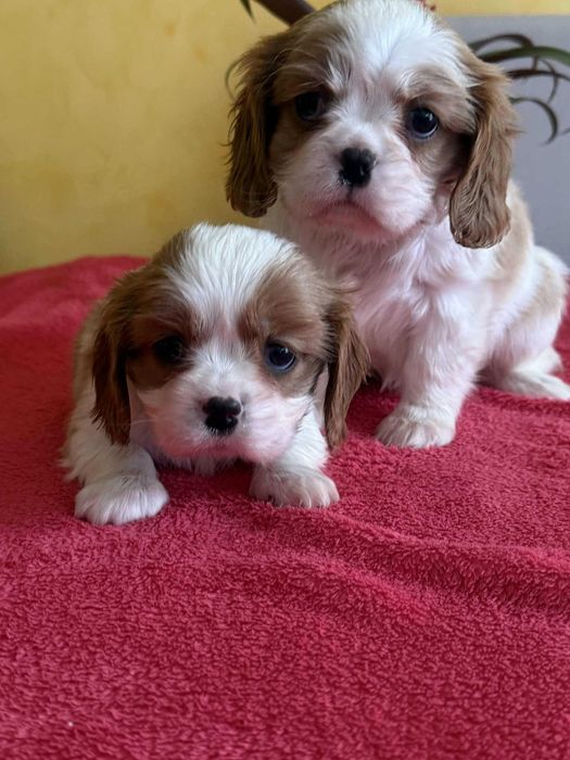 Cavalier King Charles Spaniel -suczka blenheim